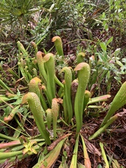 Sarracenia minor