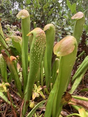 Sarracenia minor