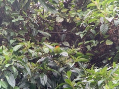 Ramphocelus flammigerus