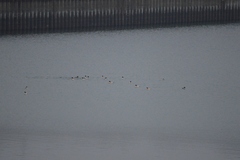 Mergus merganser merganser