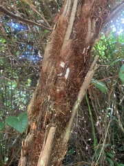 Schizolobium parahyba