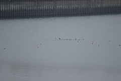 Mergus merganser merganser