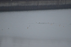 Mergus merganser merganser
