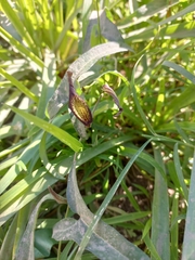 Aristolochia watsonii