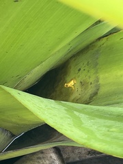 Anomaloglossus beebei