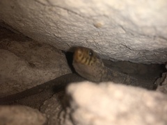 Lepidophyma