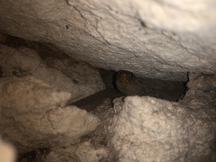 Lepidophyma
