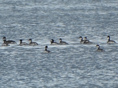 Podiceps nigricollis