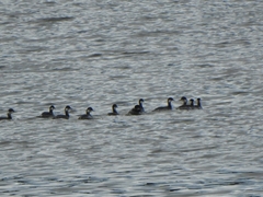 Podiceps nigricollis