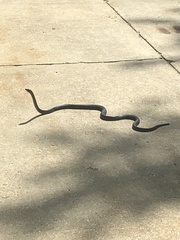 Coluber constrictor constrictor