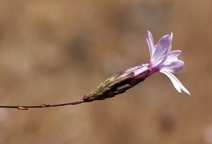 Lessingia micradenia