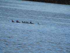 Podiceps nigricollis