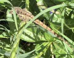Anolis bonairensis