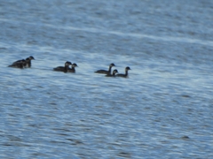 Podiceps nigricollis