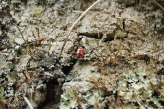 Omophoita sexnotata