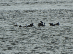 Podiceps nigricollis