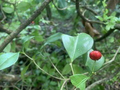Malpighia glabra