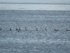 Podiceps nigricollis