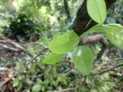 Malpighia glabra