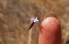Lessingia micradenia
