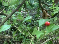 Malpighia glabra