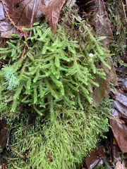 Rhytidiadelphus loreus