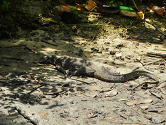 Varanus salvator salvator