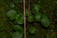 Umbilicus rupestris