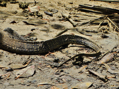 Varanus salvator salvator
