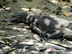 Varanus salvator salvator