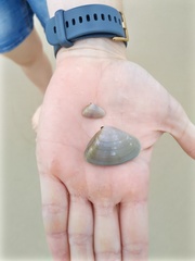 Latona deltoides