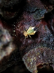 Calvatomina superba