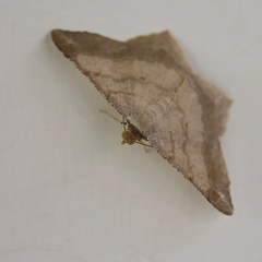 Psamatodes abydata