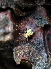 Calvatomina superba