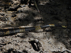 Varanus salvator salvator