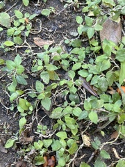 Calyptocarpus vialis