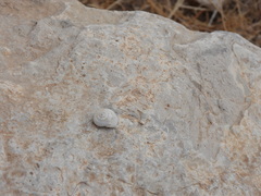 Sphincterochila