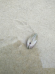 Latona deltoides