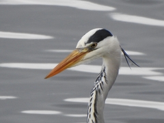 Ardea cinerea
