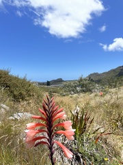 Watsonia tabularis