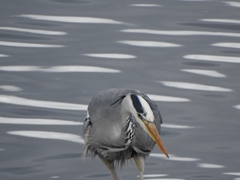 Ardea cinerea
