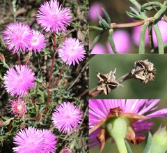 Lampranthus pakhuisensis