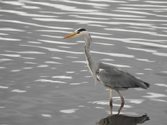 Ardea cinerea