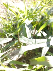 Aristolochia watsonii