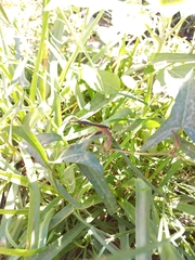 Aristolochia watsonii
