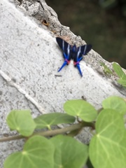 Rhetus arcius