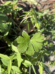 Geranium carolinianum