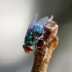 Lucilia eximia
