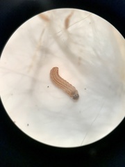 Limnaecia phragmitella