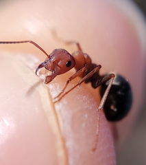 Formica integroides